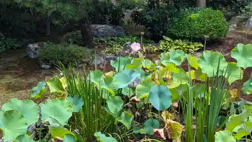 本法寺(京都府)