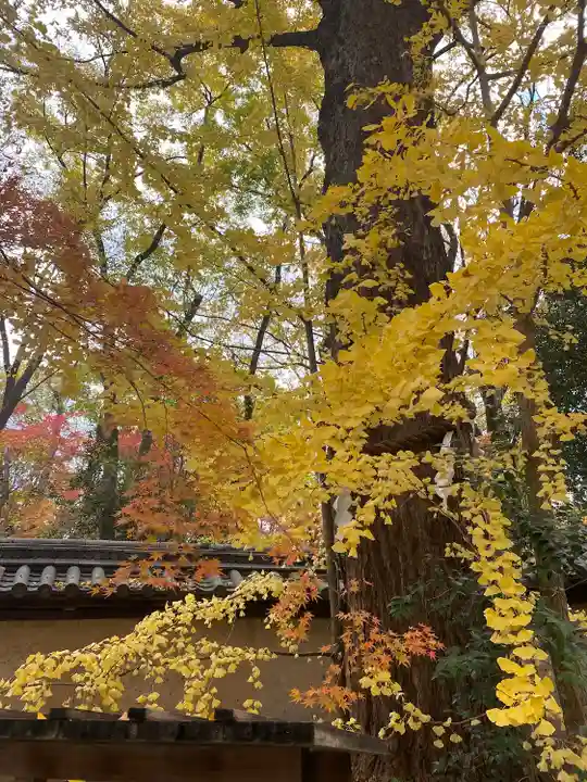 賀茂御祖神社(下鴨神社)の自然