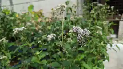 行願寺（革堂）(京都府)