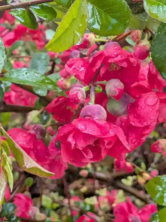 成子天神社(東京都)