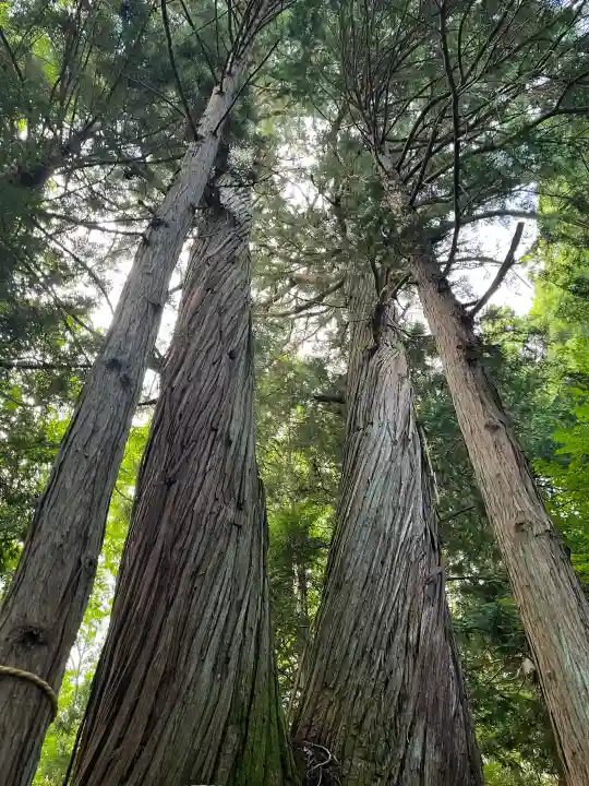 戸隠神社火之御子社の{uncategorized: "未分類", other: "その他", undefined: "問題あり", building: "その他建物", grave: "お墓", sacred_gate: "鳥居", guardian: "狛犬", statue: "像", buddha: "仏像", history: "歴史", nature: "自然", garden: "庭園", animal: "動物", pagoda: "塔", temizu: "手水舎", mountain_gate: "山門・神門", sanctuary: "本殿・本堂", subordinate: "末社・摂社", art: "芸術", scenery: "景色", jizo: "地蔵", ema: "絵馬", goshuin: "御朱印", omikuji: "おみくじ", items: "授与品その他", amulet: "お守り", goshuincho: "御朱印帳", eats: "食事", festival: "お祭り", votive_dance: "神楽", shichigosan: "七五三参", wedding: "結婚式", experience: "体験その他", initially: "初詣", around: "周辺", anti_infection: "感染症対策"}