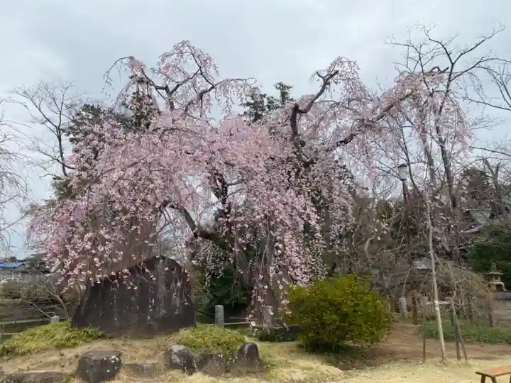 境香取神社の自然