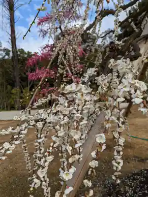 三室戸寺の自然