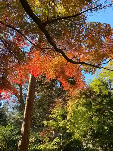 桂昌庵（円覚寺塔頭）の自然