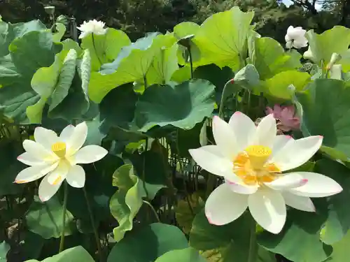 三室戸寺の自然