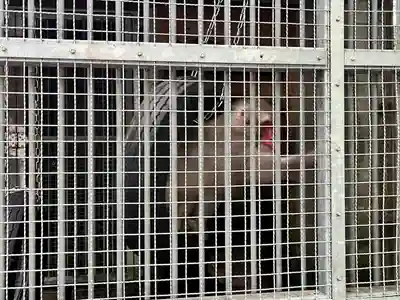 日吉大社(滋賀県)