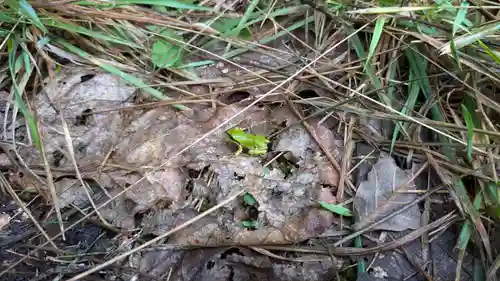 雨紛神社の動物