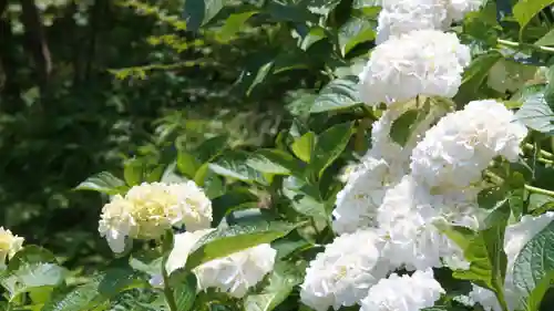 岡寺（龍蓋寺）(奈良県)