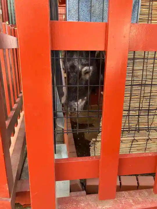 神田神社(神田明神)の動物