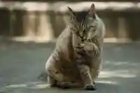 玉野御嶽神社(愛知県)