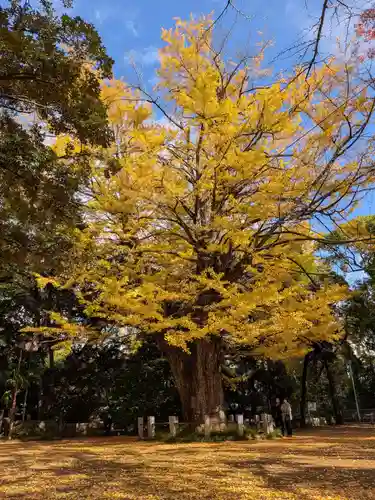 赤坂氷川神社(東京都)