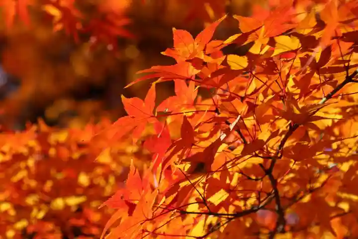 神炊館神社 ⁂奥州須賀川総鎮守⁂の自然