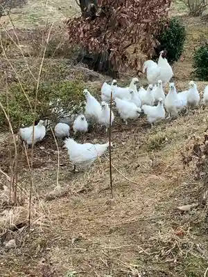 高屋敷稲荷神社(福島県)