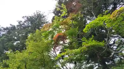 鍬山神社(京都府)