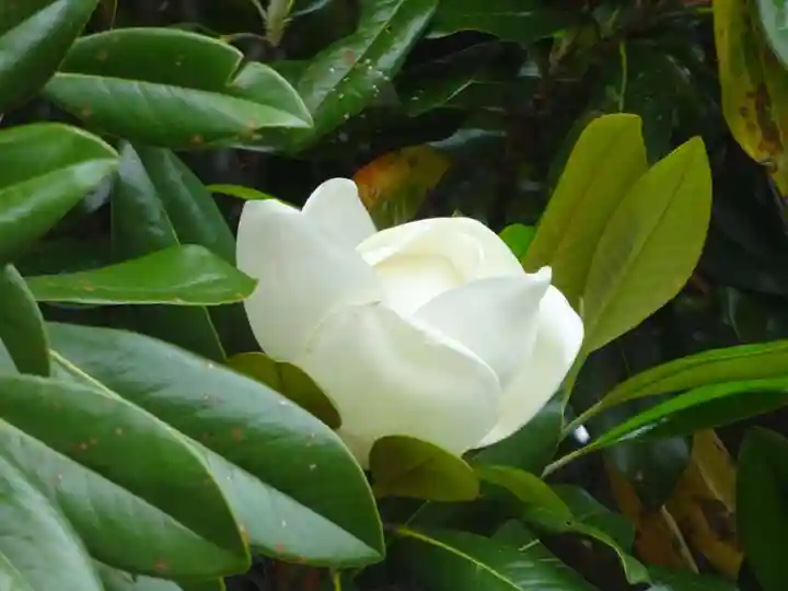 亀ケ池八幡宮の自然
