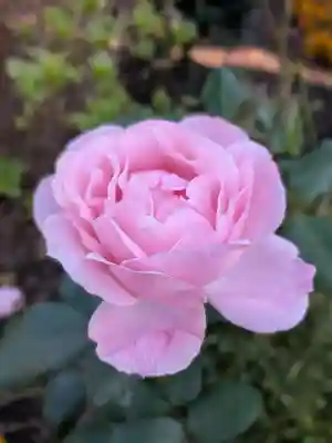 福蔵院(東京都)