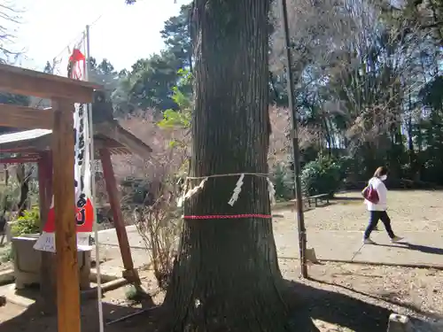 千代ケ岡八幡宮(栃木県)