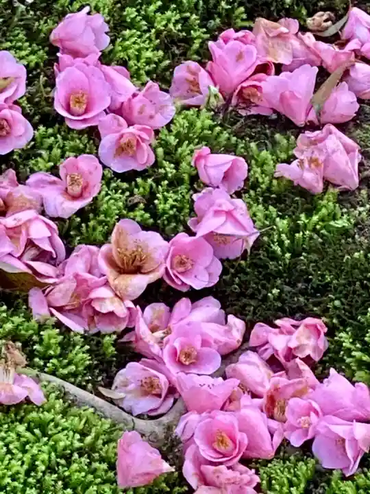 霊鑑寺門跡の自然