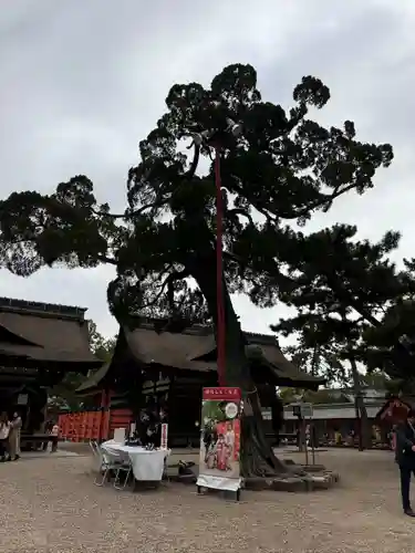 住吉大社の七五三参