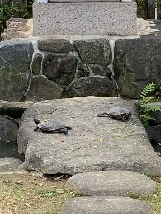 石切劔箭神社の動物