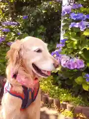 御霊神社の動物