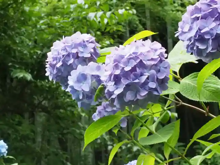 明月院(神奈川県)