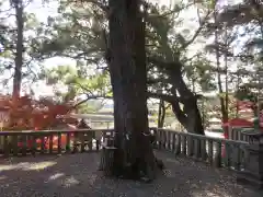 事任八幡宮の自然