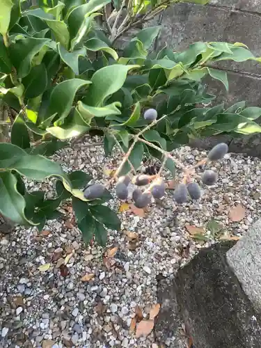 不明社（秋葉神社可能性あり）の自然