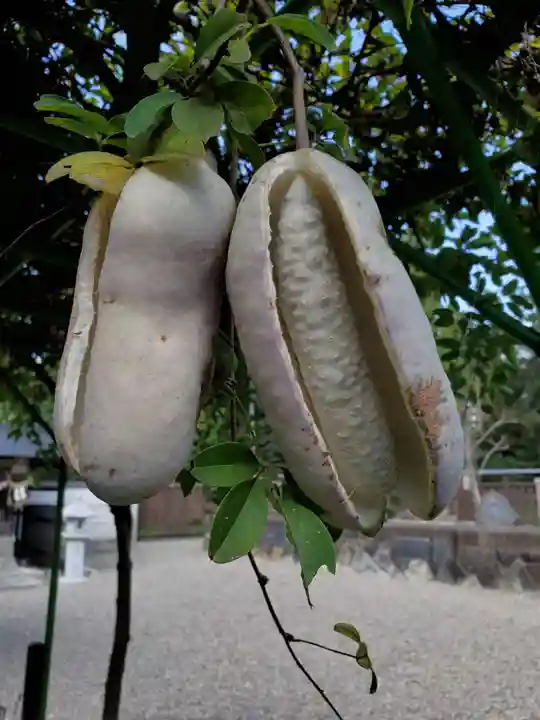 沙沙貴神社の自然