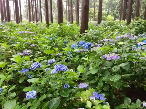 日本寺の庭園