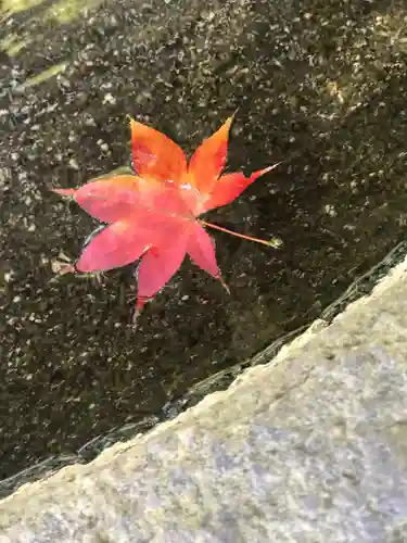 鹿島大神宮の自然
