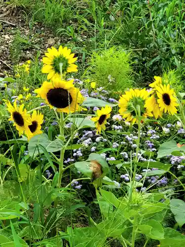 高司神社〜むすびの神の鎮まる社〜の自然