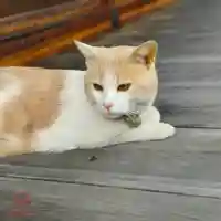 立志神社(滋賀県)