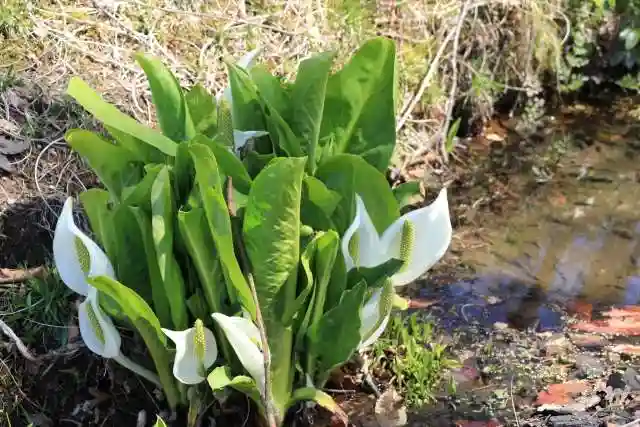 鹿島大神宮の自然