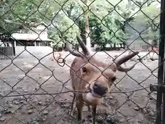 三嶋大社の動物