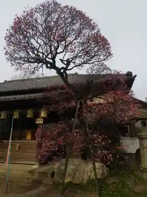 観音寺(埼玉県)