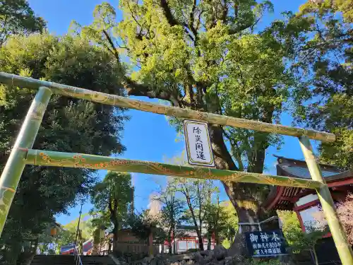 鹿児島神宮の建物その他