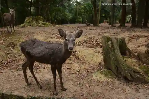 春日大社(奈良県)