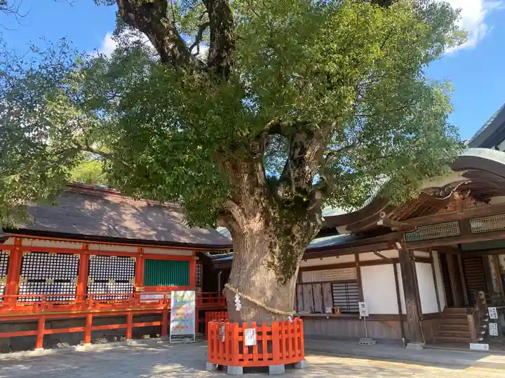 宇佐神宮(大分県)