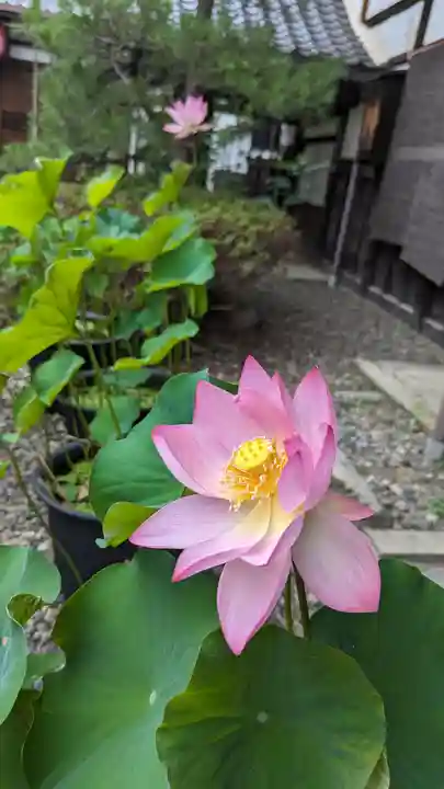 行願寺(革堂)(京都府)