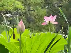 白山神社(新潟県)