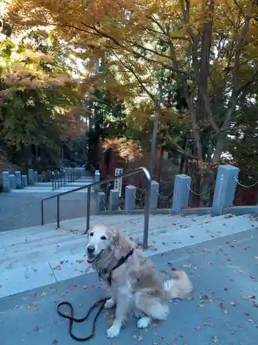 武蔵御嶽神社の動物