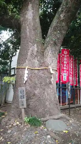 笠䅣稲荷神社の自然