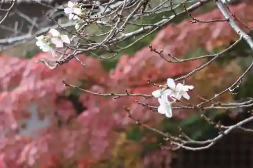 赤山禅院の自然