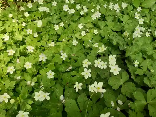 野木神社の自然