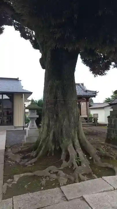 境香取神社の自然