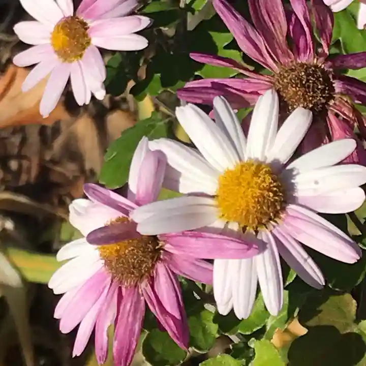 横浜 西方寺の自然