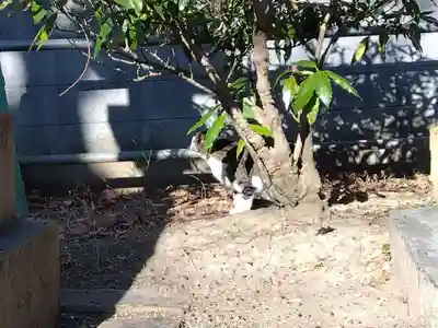 大海神社（住吉大社摂社）(大阪府)