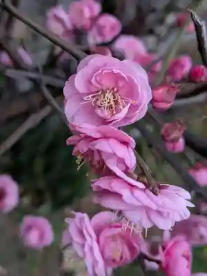 田端神社(東京都)