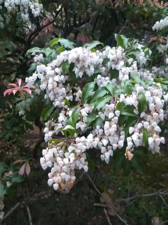 平安神宮の自然